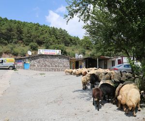 Kadıköy Koşuyolu Adak Kurban Satış Yeri