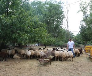 Kartal Hürriyet Adak Kurban Satış Yeri