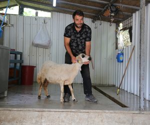 Maltepe Çınar Adak Kurban Satış Yeri
