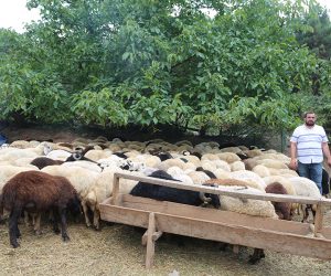 Pendik Bahçelievler Adak Kurban Satış Yeri