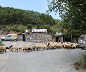 Pendik Batı Adak Kurban Satış Yeri