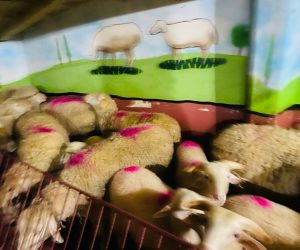 Zümrütevler Adak koç satış yeri