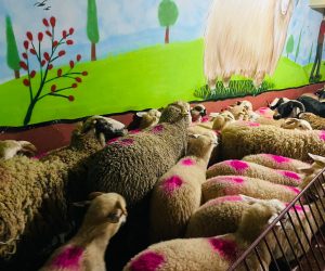 Bahariye Adak koç satış yeri