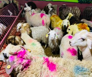 Fenerbahçe Adak koç satış yeri