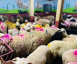 Ferhatpaşa Adak koç satış yeri