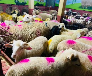 Ümraniye Adak koç satış yeri