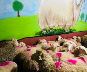 Beykoz Adak koç satış yeri