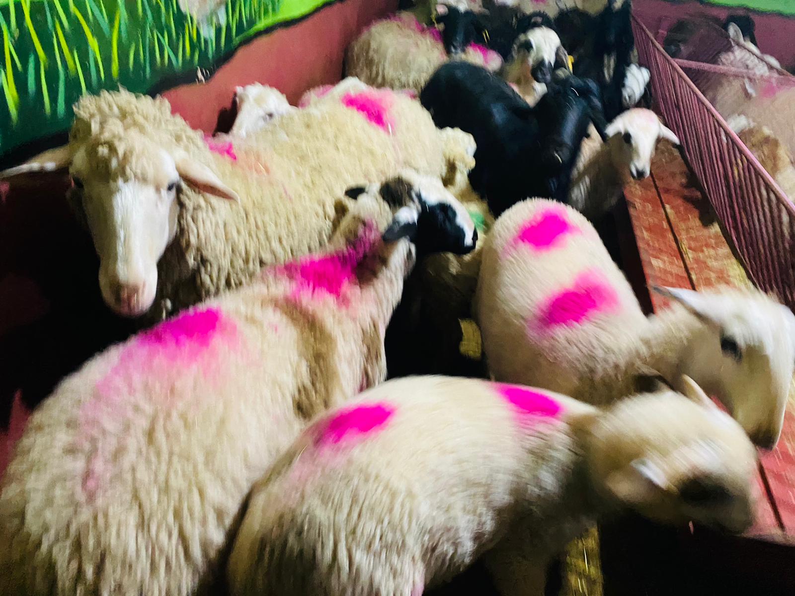 Atalar Adak koç satış yeri