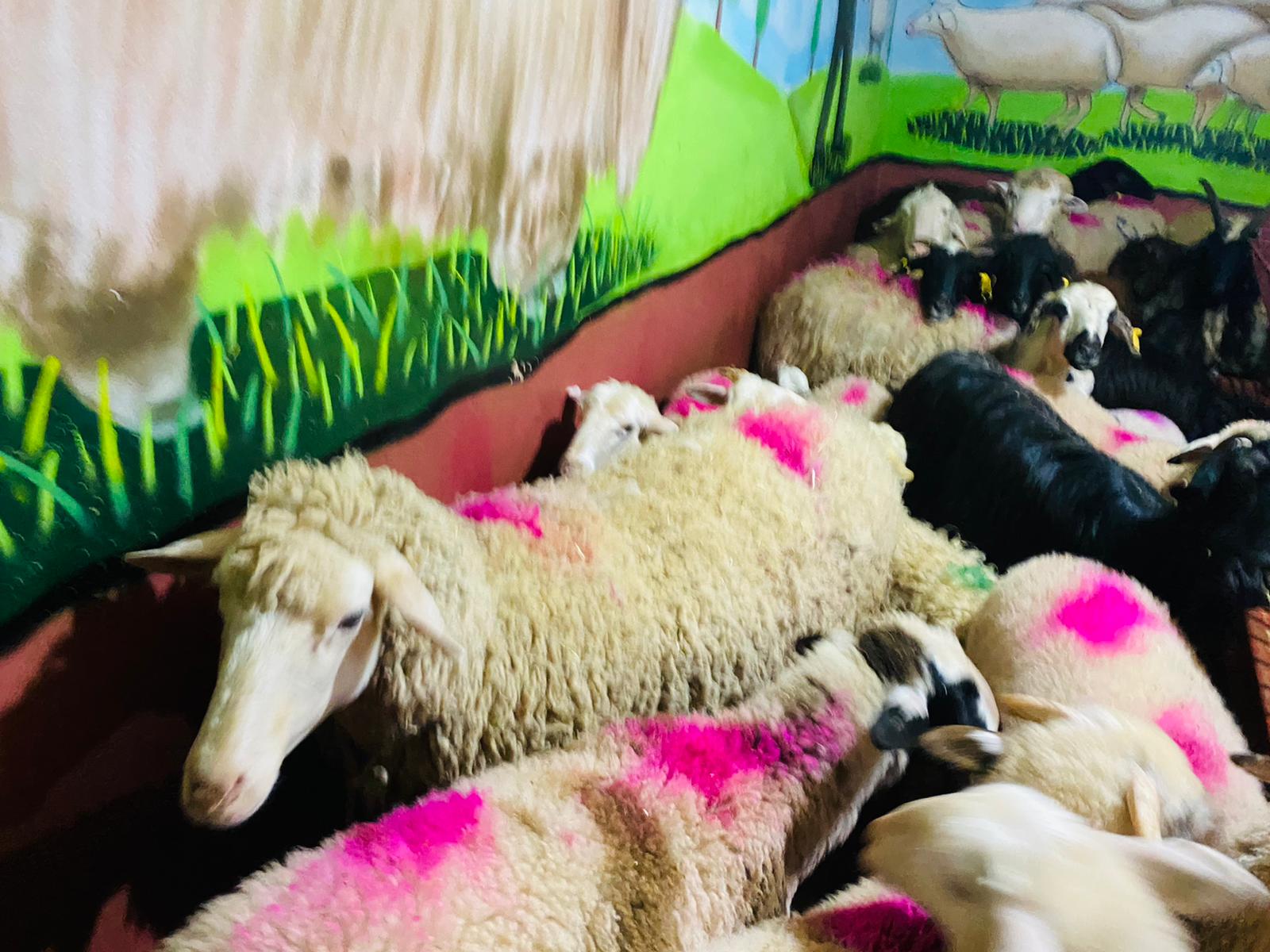 Üsküdar Adak koç satış yeri