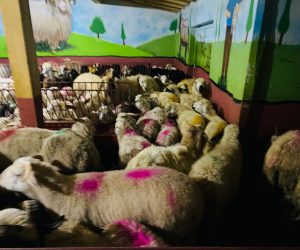 Ataşehir Adak koç satış yeri