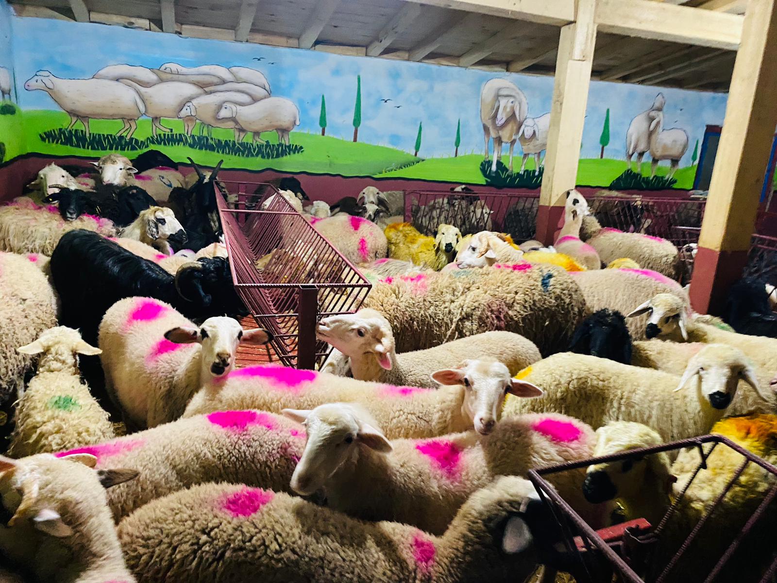 Atalar Adak koç satış yeri