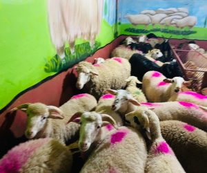 Pendik Adak koç satış yeri