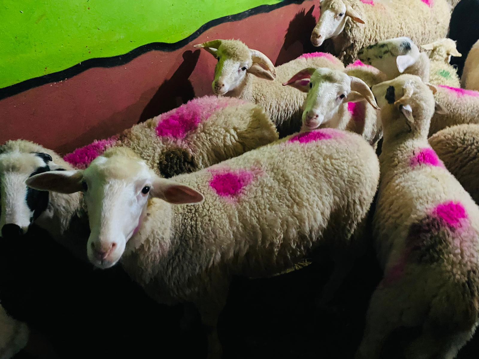 İdealtepe Adak koç satış yeri