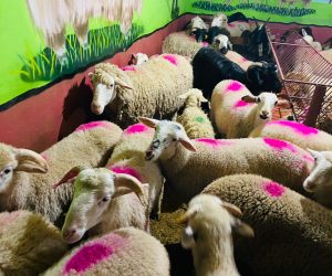 Başıbüyük Adak koç satış yeri