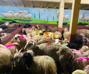 Harem Adak koç satış yeri