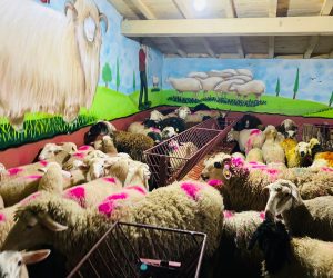 Fındıklı Adak koç satış yeri