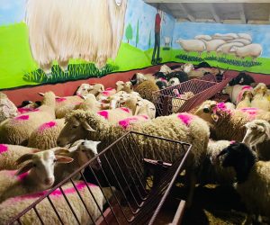 Orhangazi Caddesi Adak koç satış yeri