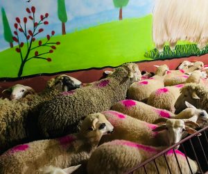 Gülensu Adak koç satış yeri