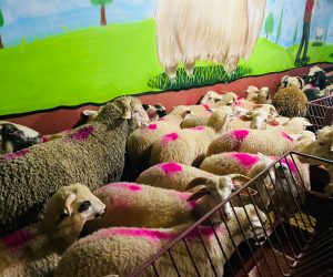 Bağlarbaşı Adak koç satış yeri