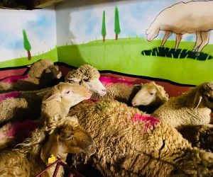 Atalar Adak koç satış yeri